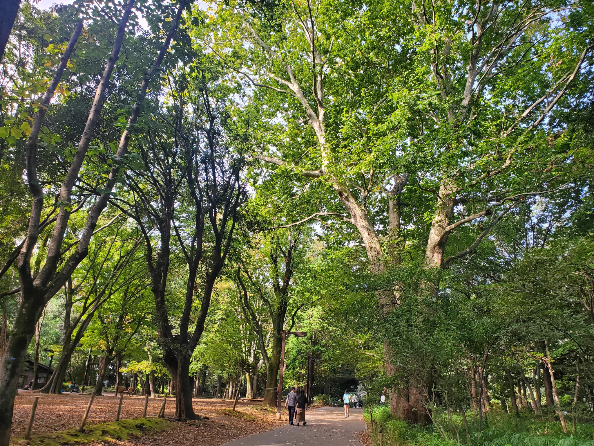 林 試 の 森 公園