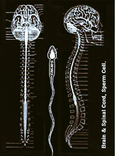 semenarchive's tweet photo. Retaining starts the process of creating the a "seed" within you. You can either use that seed to inseminate a woman and create life or you can transmute that seed to create things in the outside world and within yourself. About every 30 days or so if not spilled that seed travels up the spine and is used to enrich the brain. Everyone should retain for 12 straight cycles(1 year) of bringing the seed up the spine and into the brain at least once. Once this is done you will feel immense clarity and energy in your mind.