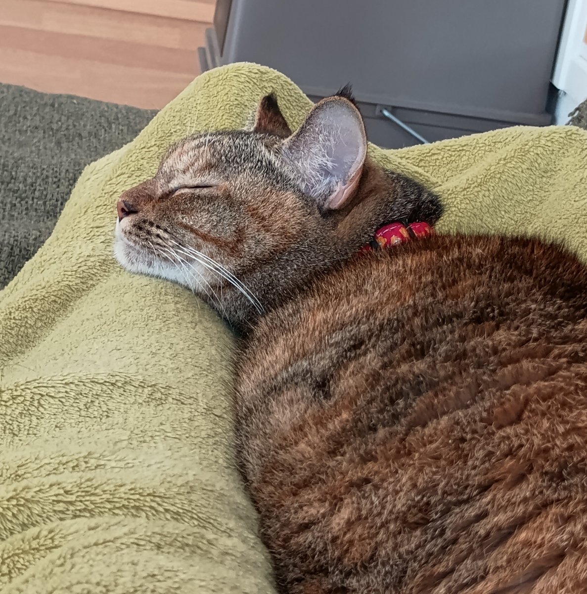 canth715's tweet photo. ぐっすりｽﾔｽﾔ🐱💤
人間は動けません…🤫 https://t.co/KZlz2tpO0h