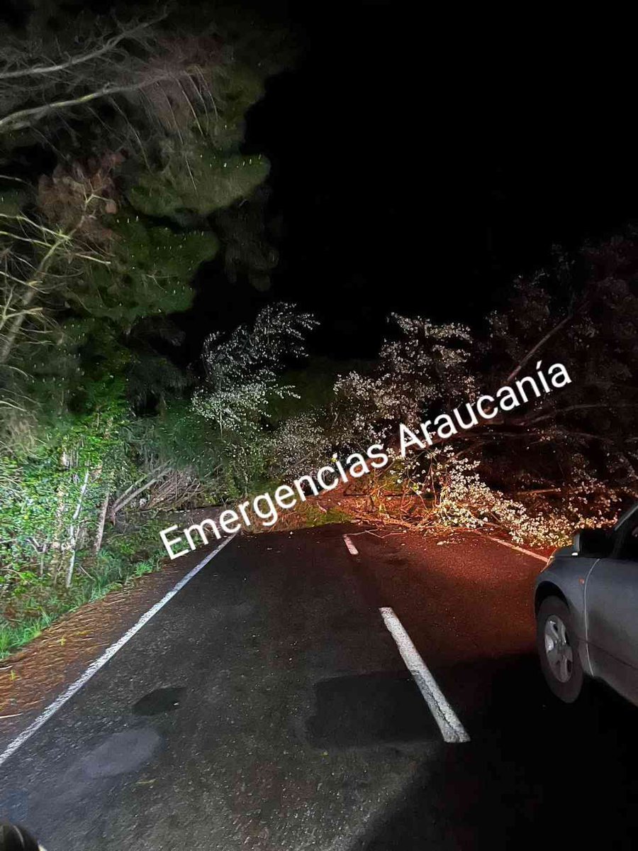 VasquezHerargem's tweet photo. #PRECAUCION al transitar en el km 3  camino a Tres Cerros árbol caído sobre alumbrado haciendo corte https://t.co/fGFvfZJDEX
