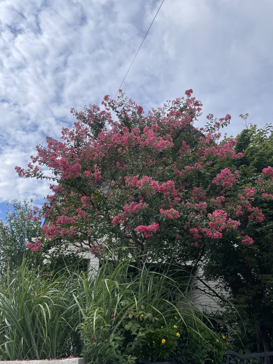 MR5932's tweet photo. 最近の花達🌸
花は良いねえ🌼 https://t.co/Xtt6ANey7T