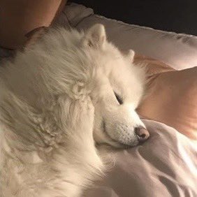 imnaesu's tweet photo. 🐶💤 https://t.co/2cc7Zw69nP