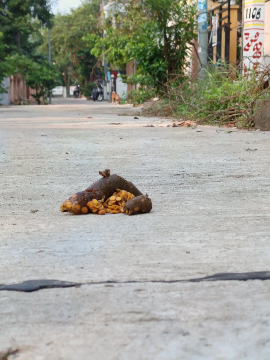 CHITTIVADLAMANI's tweet photo. @GVMC_VISAKHA @GvmcS @commissionergv2 Please arrange to clean the stray dog shit on the road.
Address:
Gollanarayanapuram Prahaladapuram 
near pollamamba temple street 
Pendurthi zone 
Visakhapatnam 

Register a complaint and provide me with the complaint number. https://t.co/IUJPslMKOB