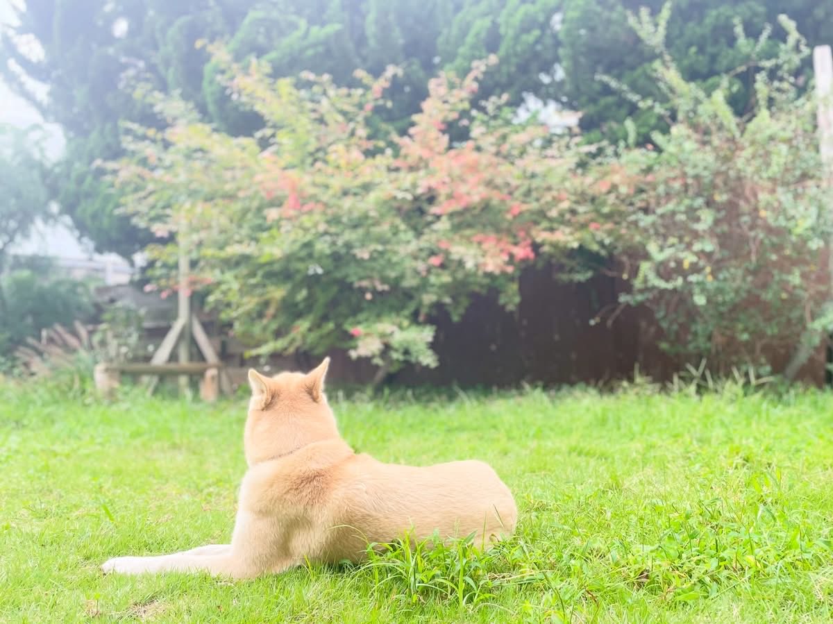fuyukity's tweet photo. 週末土曜日の晴れ間は、
本当に久しぶりの様ですね。
今朝もお庭で元気に遊んだ後に、
マッタリと秋の風を感じでいるのかな？
光太郎くんの背中は何を語る？笑

お庭仕事も楽しい陽気になりました♩
緑がキラキラしています…
今日もゆるりと…
どうぞよろしくお願いします♡ https://t.co/4gHHrRyWSa