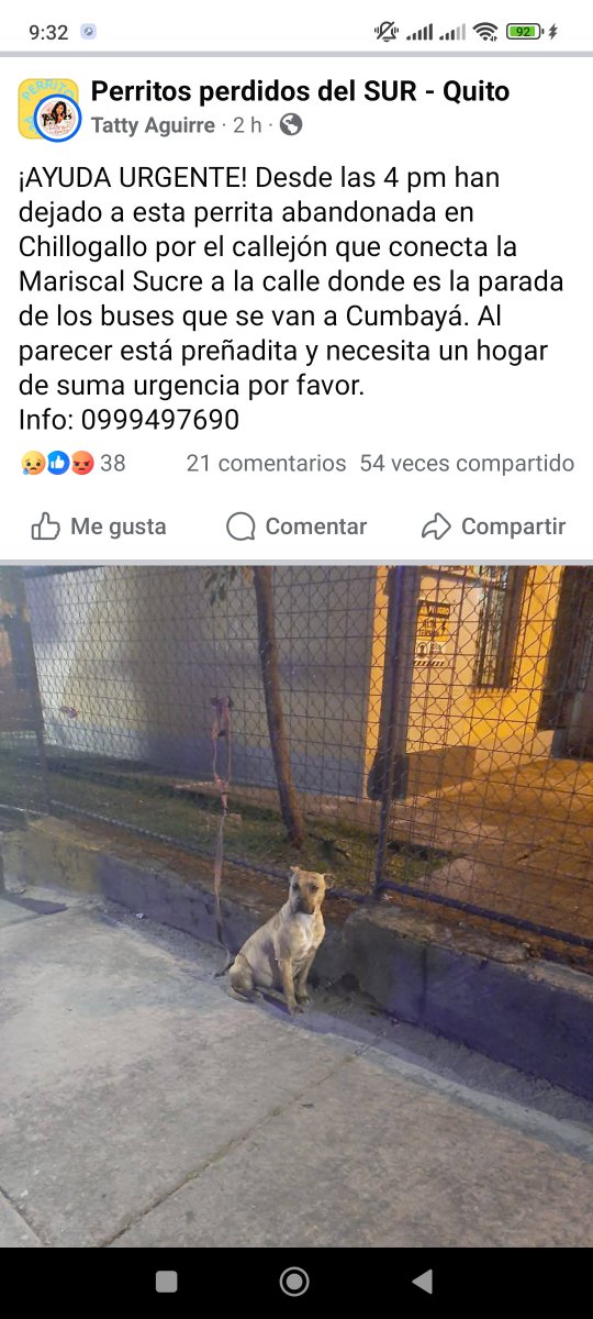 NietadelRoberto's tweet photo. Está PREÑADA Y SOLITA 😭😭 @UBAQuito @BomberosQuito @LoroHomero @MunicipioQuito vayan por ella por favor 🙏🏻🙏🏻🙏🏻🙏🏻 https://t.co/1WAbZCJFBi