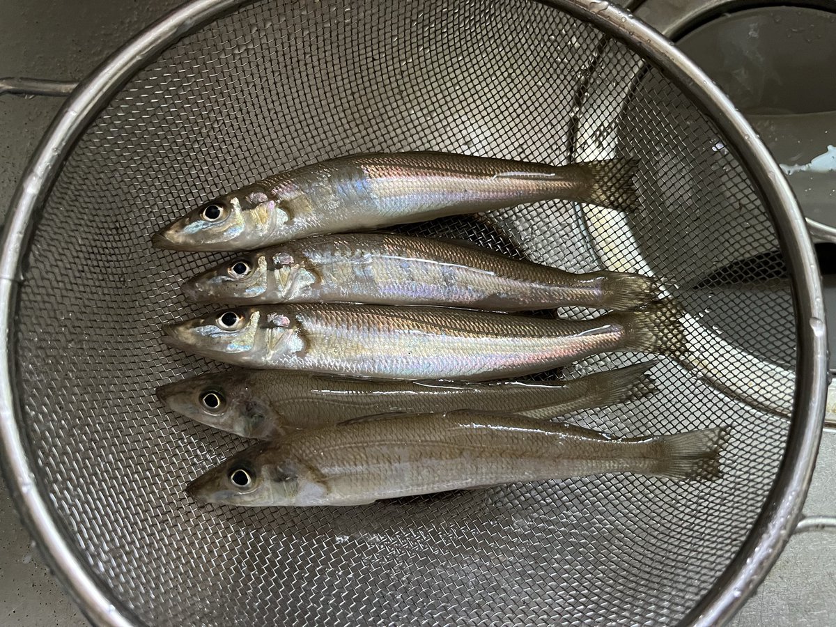 siba4184's tweet photo. 今朝の釣果
まだキスは釣れました
サイズが大体皆同じ😙
#県南サーフ　#キス釣り https://t.co/RQkLwXvcRr