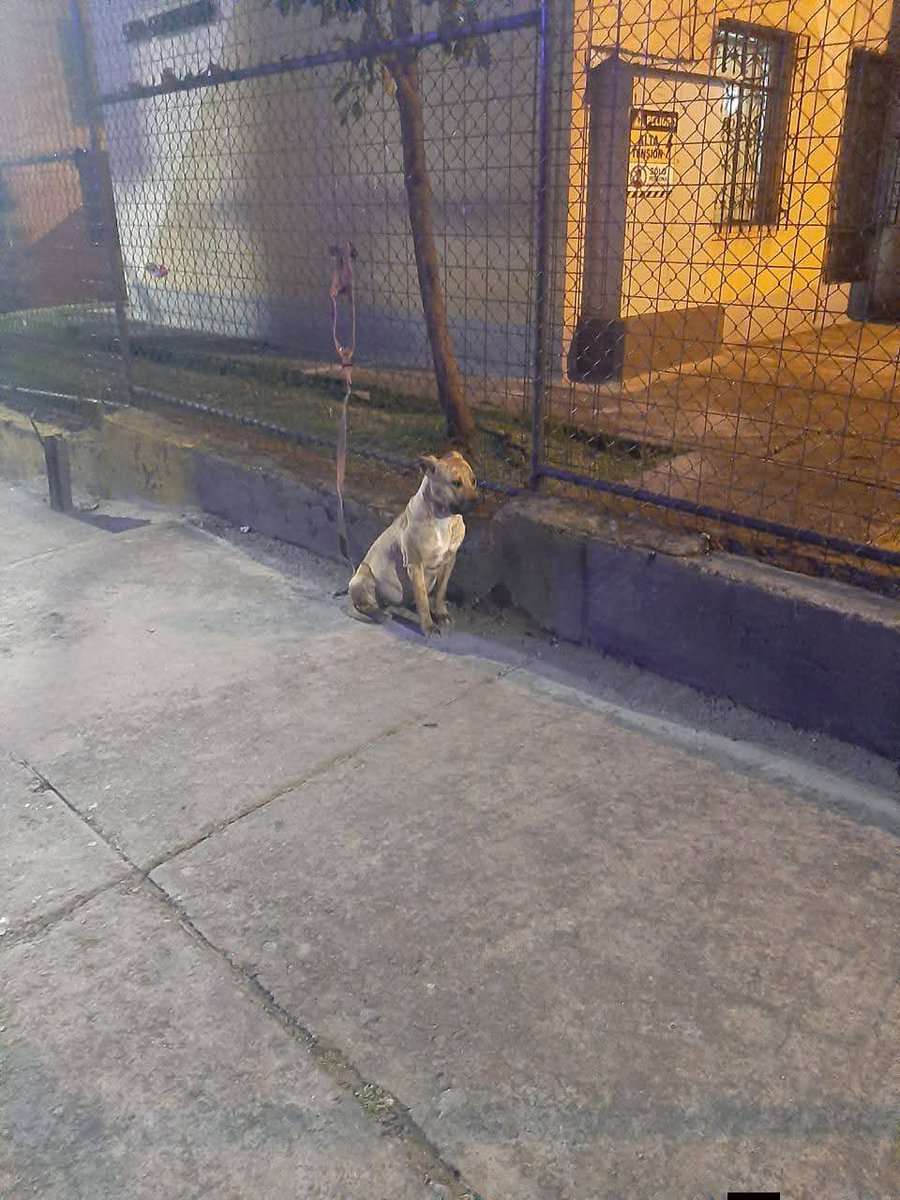 NietadelRoberto's tweet photo. Está PREÑADA Y SOLITA 😭😭 @UBAQuito @BomberosQuito @LoroHomero @MunicipioQuito vayan por ella por favor 🙏🏻🙏🏻🙏🏻🙏🏻 https://t.co/1WAbZCJFBi