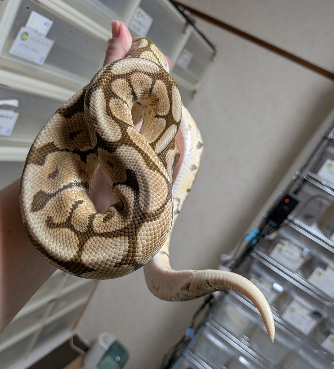 BallPython1207 tweet picture