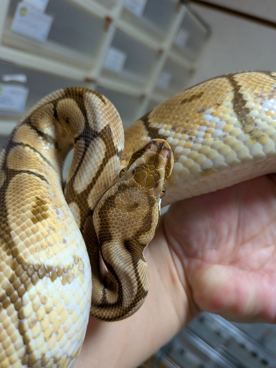 BallPython1207 tweet picture