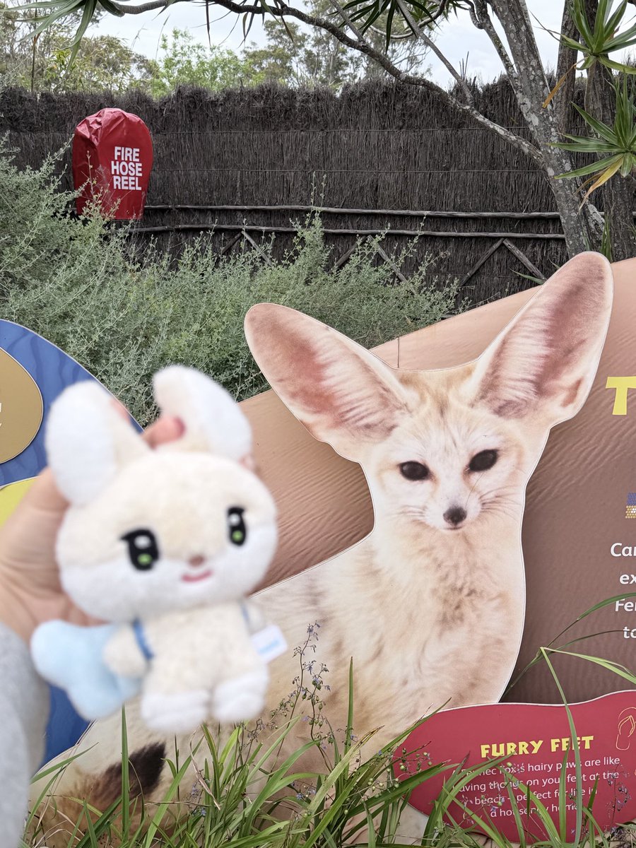smfxConnie's tweet photo. Hanbbit could be fox๐ฐ๐ฆ๐
#HANJIN #HANBBIT #ํ๋น
#TWIMI #ํฌ์๋ฏธ https://t.co/JQbZLdjErC