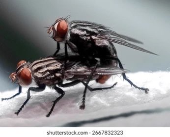 wraithfucker's tweet photo. trying to sleep and my griffguts nendoroids are having sex like 2 flies https://t.co/KN4pVk7vSb