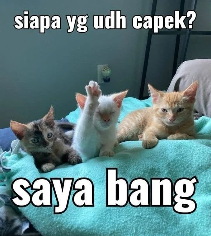 ccaramelh2h's tweet photo. kalian percaya diri ga bisa elig? kok kepercayaan diriku menipis ya 😔
darimana coba 500k impres ituuu https://t.co/xyCUda74Gg