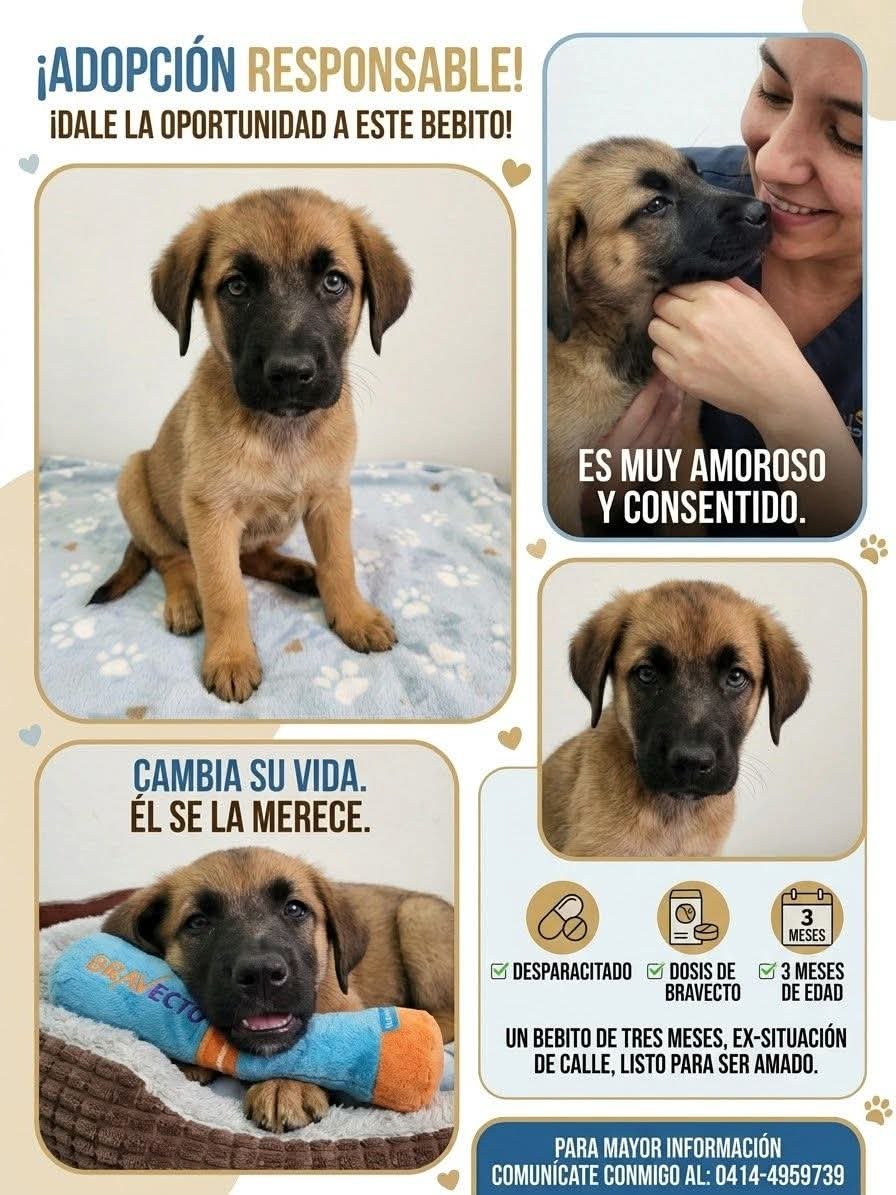 PerroUsuario's tweet photo. En adopción responsable 
Caracas 
Contacto 0414 495 9739 https://t.co/4zc9okArtN