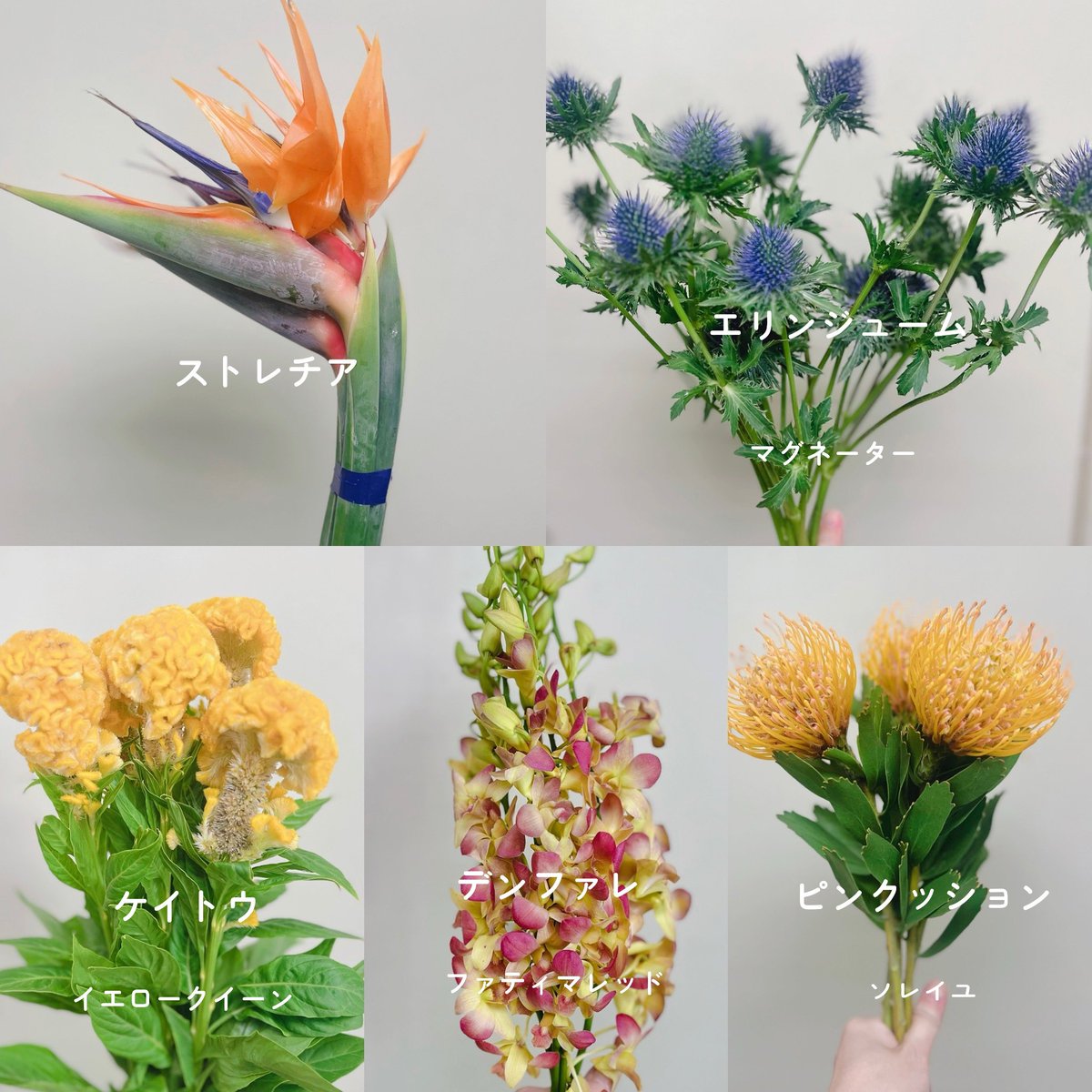 kurosawaflower's tweet photo. 今日の花揃え🌸
お天気の良い週末。
まだちょっと暑いくらいですね😅
今度は入荷してるのがイエロー系多め。
黄色好きさん集まれ〜♪

花束のご注文が増えてきました。
お待たせしないためにも
事前のご予約がおすすめです☝️
ご予約お待ちしております😌
#尼崎 #立花 #花屋 #立花商店街 #黒沢生花店 https://t.co/ncYXfB0HDb