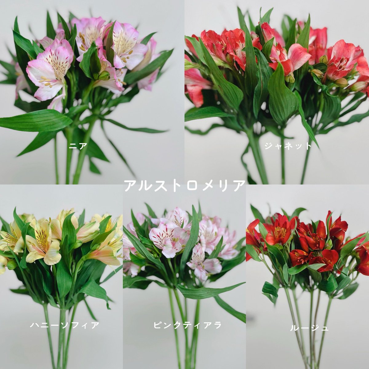 kurosawaflower's tweet photo. 今日の花揃え🌸
お天気の良い週末。
まだちょっと暑いくらいですね😅
今度は入荷してるのがイエロー系多め。
黄色好きさん集まれ〜♪

花束のご注文が増えてきました。
お待たせしないためにも
事前のご予約がおすすめです☝️
ご予約お待ちしております😌
#尼崎 #立花 #花屋 #立花商店街 #黒沢生花店 https://t.co/ncYXfB0HDb