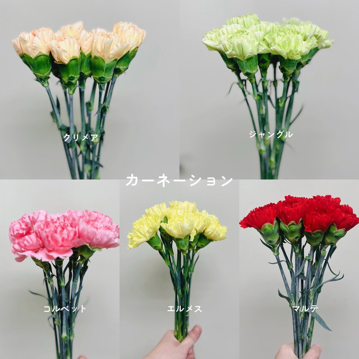 kurosawaflower's tweet photo. 今日の花揃え🌸
お天気の良い週末。
まだちょっと暑いくらいですね😅
今度は入荷してるのがイエロー系多め。
黄色好きさん集まれ〜♪

花束のご注文が増えてきました。
お待たせしないためにも
事前のご予約がおすすめです☝️
ご予約お待ちしております😌
#尼崎 #立花 #花屋 #立花商店街 #黒沢生花店 https://t.co/ncYXfB0HDb