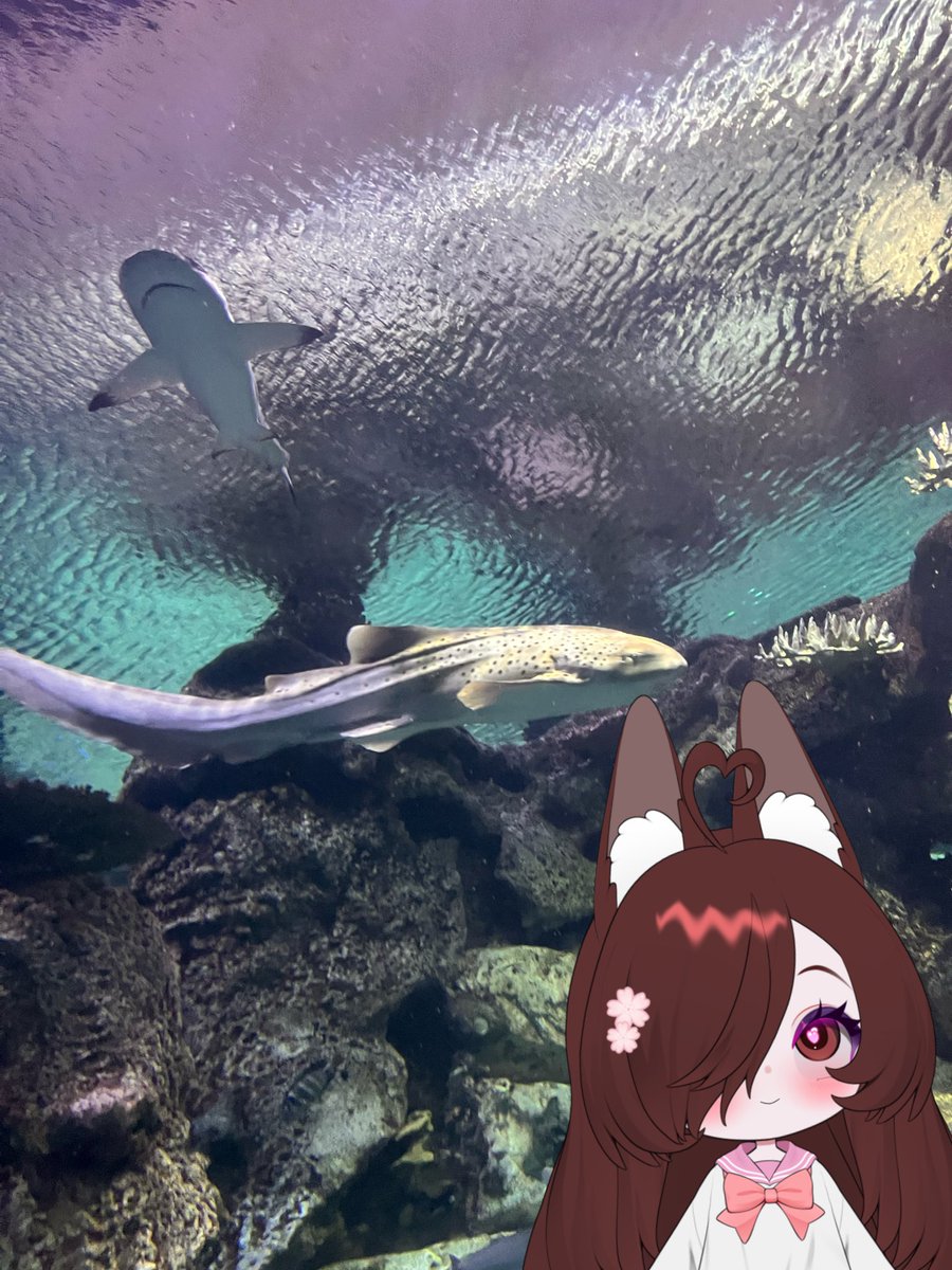 krazy1618's tweet photo. You know what that means! 
FISH. 🐠🐢🦈 https://t.co/vDtg5xRVy0