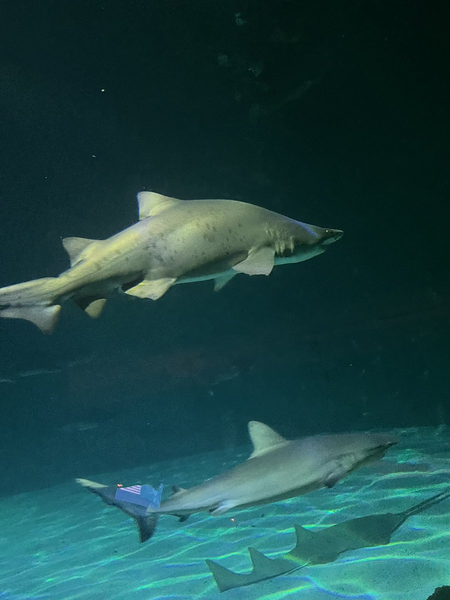 krazy1618's tweet photo. More fish! 🐟 https://t.co/Uyy6vmHTJh