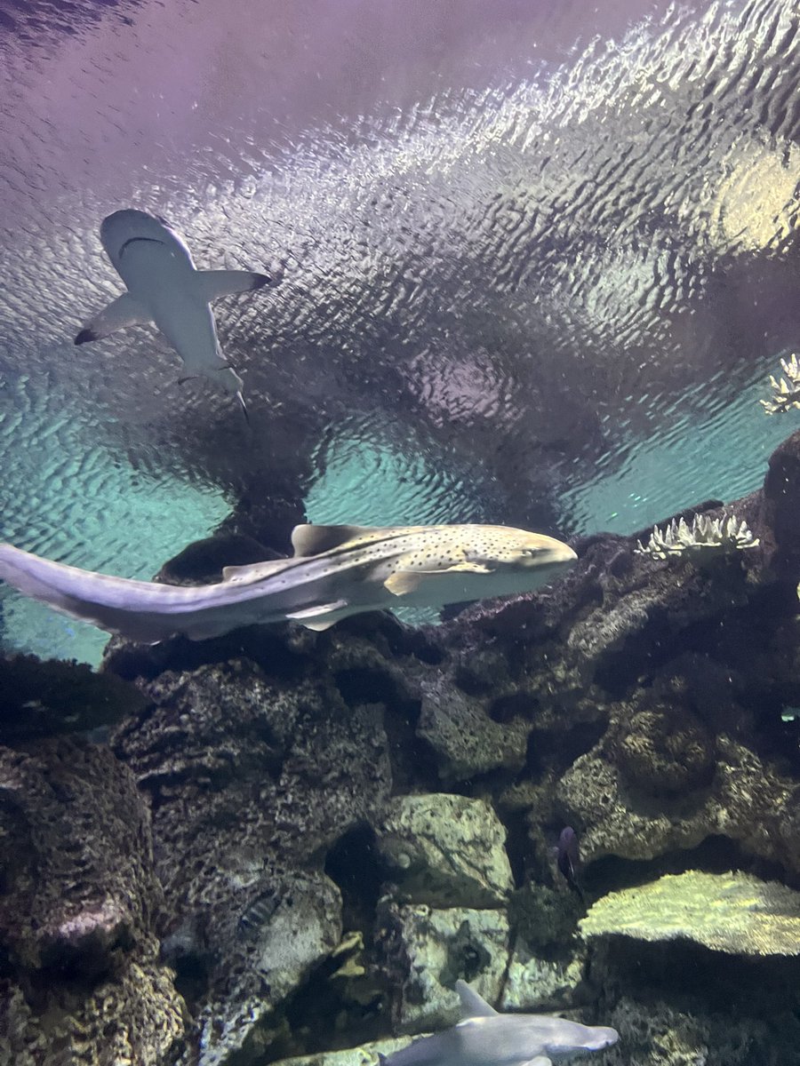 krazy1618's tweet photo. More fish! 🐟 https://t.co/Uyy6vmHTJh