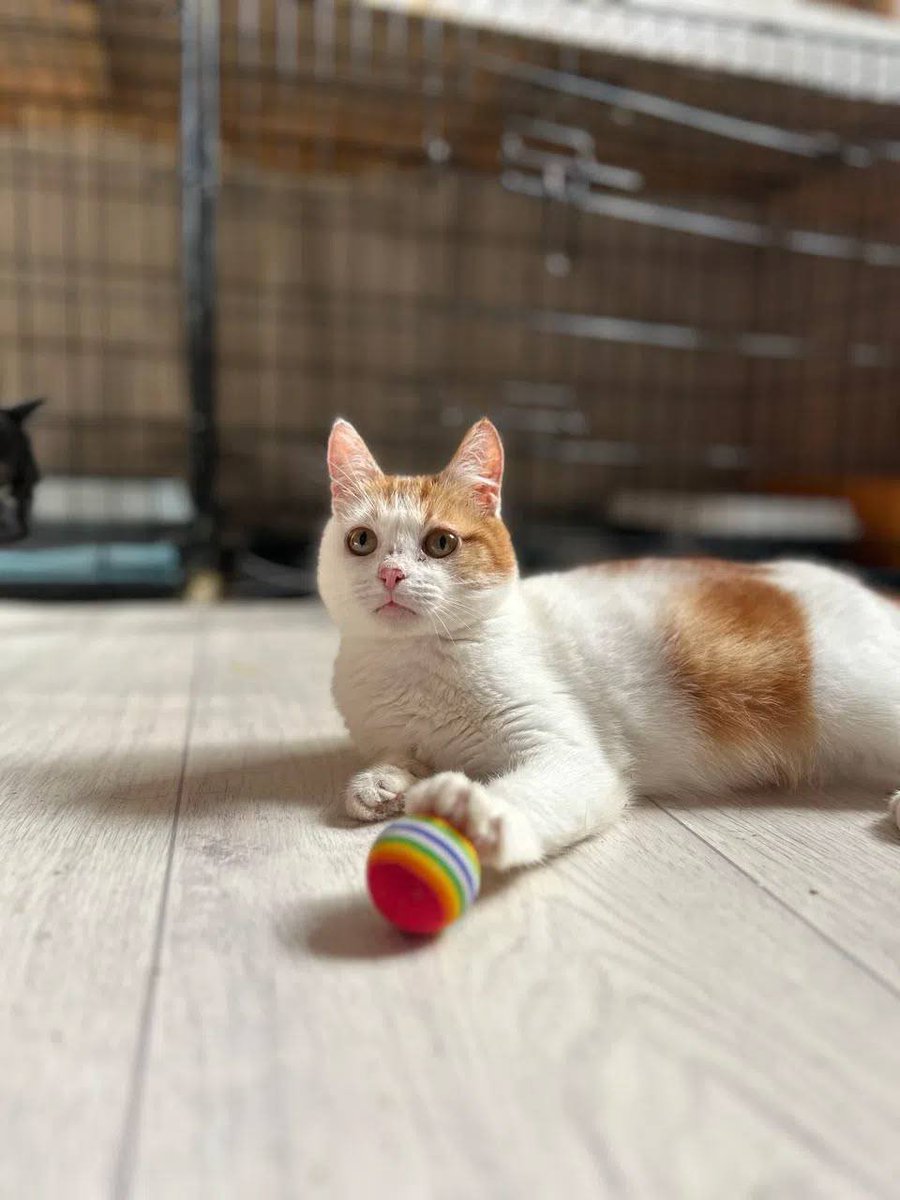 KoshacheZarstvo's tweet photo. 📢Ищет дом крохотная кошечка Маруся 💞

Маруся размером с ладонь🫲, хотя ей не менее 3 лет.

Ручная, игривая, навсегда останется вечным котенком, что лишь делает её смешной и умильной 🥹

🟥Репосты! Благодаря им эта девчушка быстрее найдет дом! https://t.co/XPxF6SOWyS