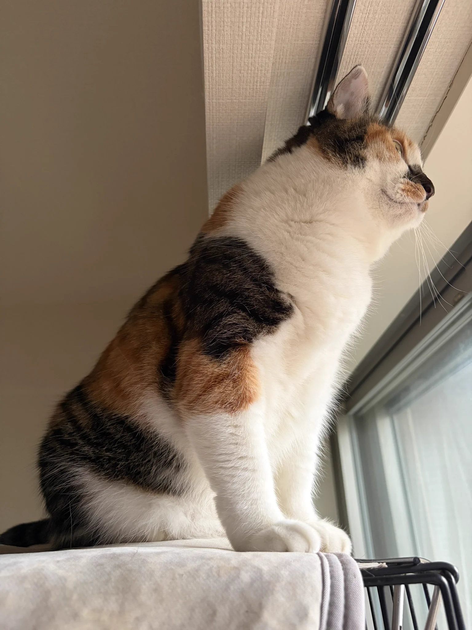 じゃむ猫 on X: 