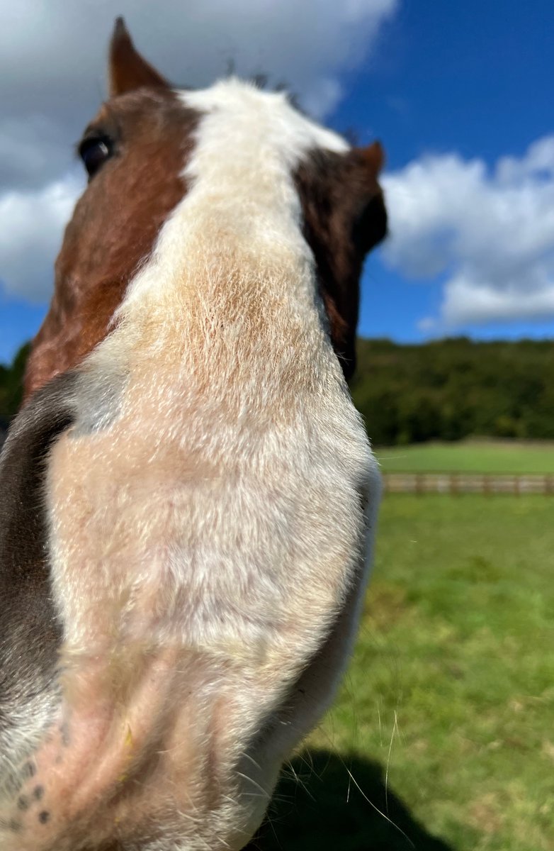 suzuma555's tweet photo. ガチ恋距離どっちゃん🐴♥
#メイショウドトウ
※見学詳細は競走馬のふるさと案内所HP参照 https://t.co/7QXg9FlvqH
