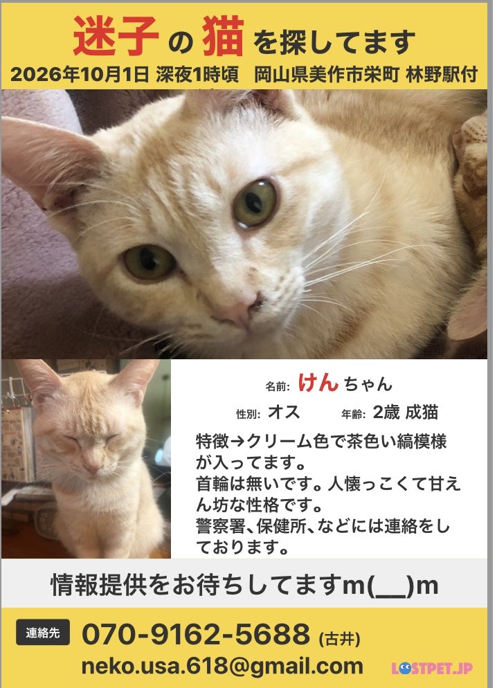 yalovet1266's tweet photo. 拡散と情報提供のお願いです🙇‍♀️
自宅で飼っている猫が外に出てしまい、現在も捜索を続けておりますが、未だ姿も確認できず見つからない状況です。
些細なことでも大丈夫なので何かあればご連絡頂けると助かりますm(_ _)m
 #迷い猫 
 #岡山県美作市 https://t.co/MWy7zJXxki