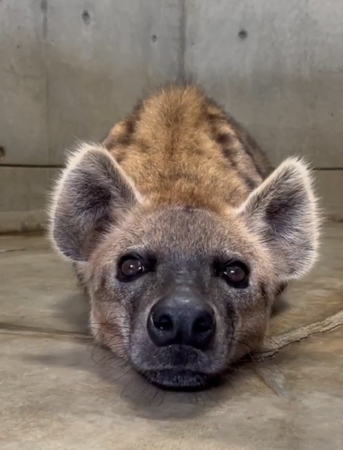 red_yeen's tweet photo. "What do hyenas even do."
This https://t.co/ZEb1BuavtA