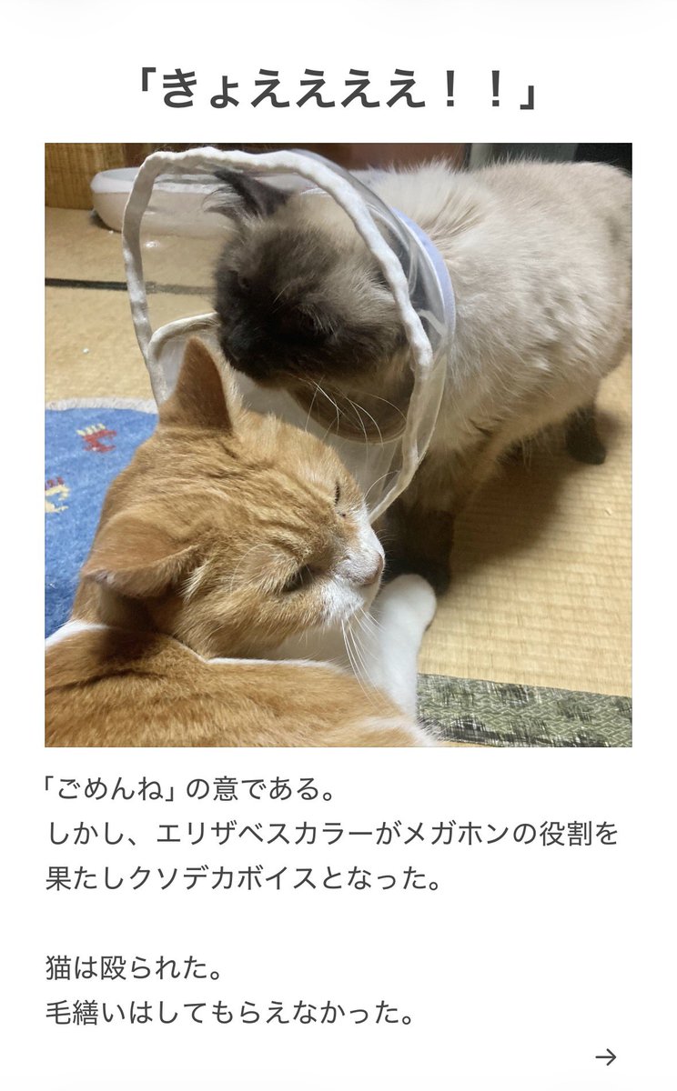 yalalalalalala's tweet photo. 【猫のエリザベスカラーの注意喚起】

思わぬ事にも注意が必要でした。
参考になれば幸いです。 https://t.co/59RRZhu5ug