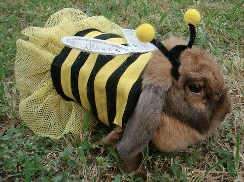 ashyaywoohoo's tweet photo. look at this beeunny just buzzing around the place man theyr so cheery https://t.co/NinjLcZWG2