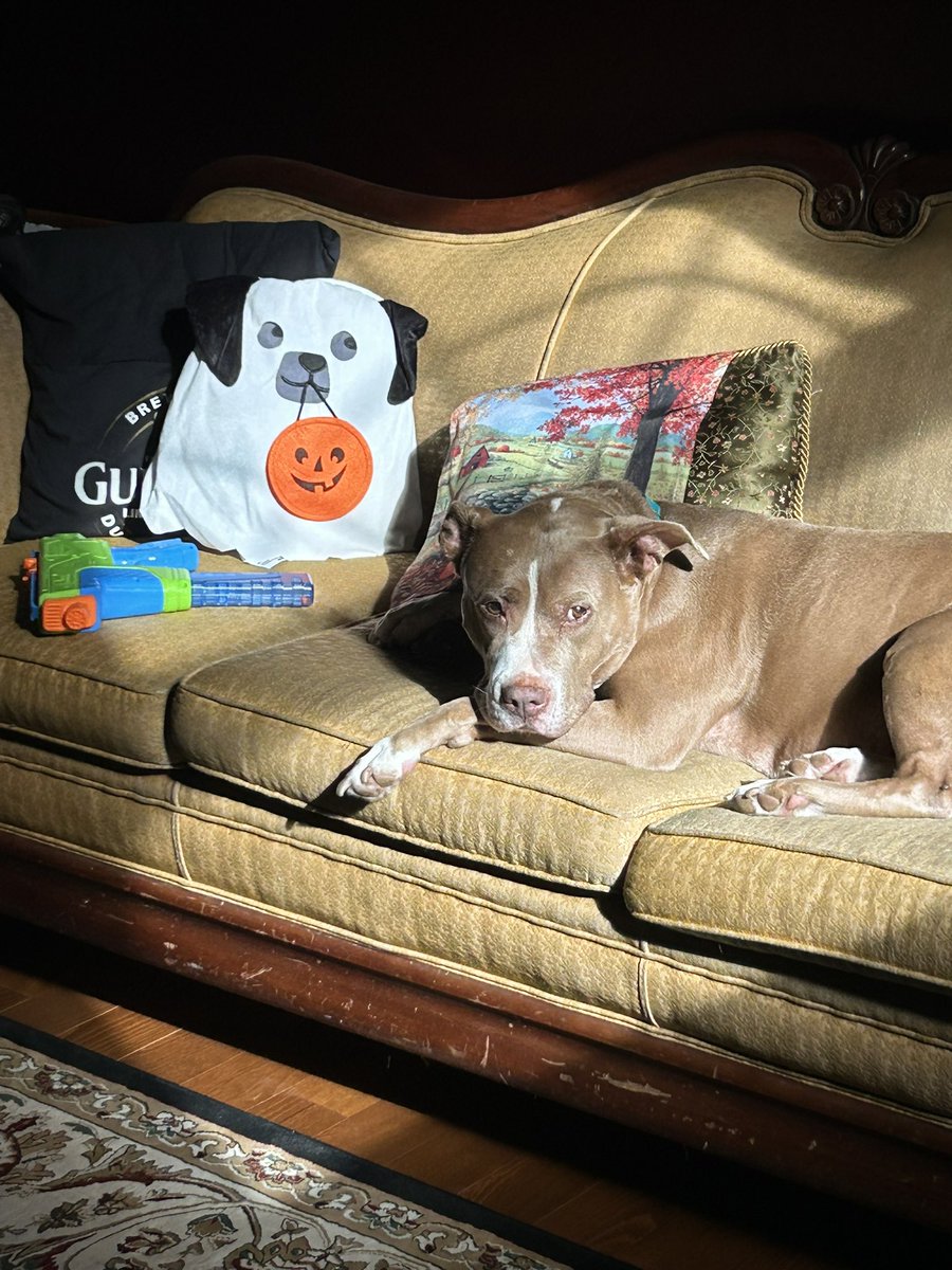 JackieSarahBack's tweet photo. Pumpkin: 
Me: why tf you got a gun?????? https://t.co/w35MvtOCJF