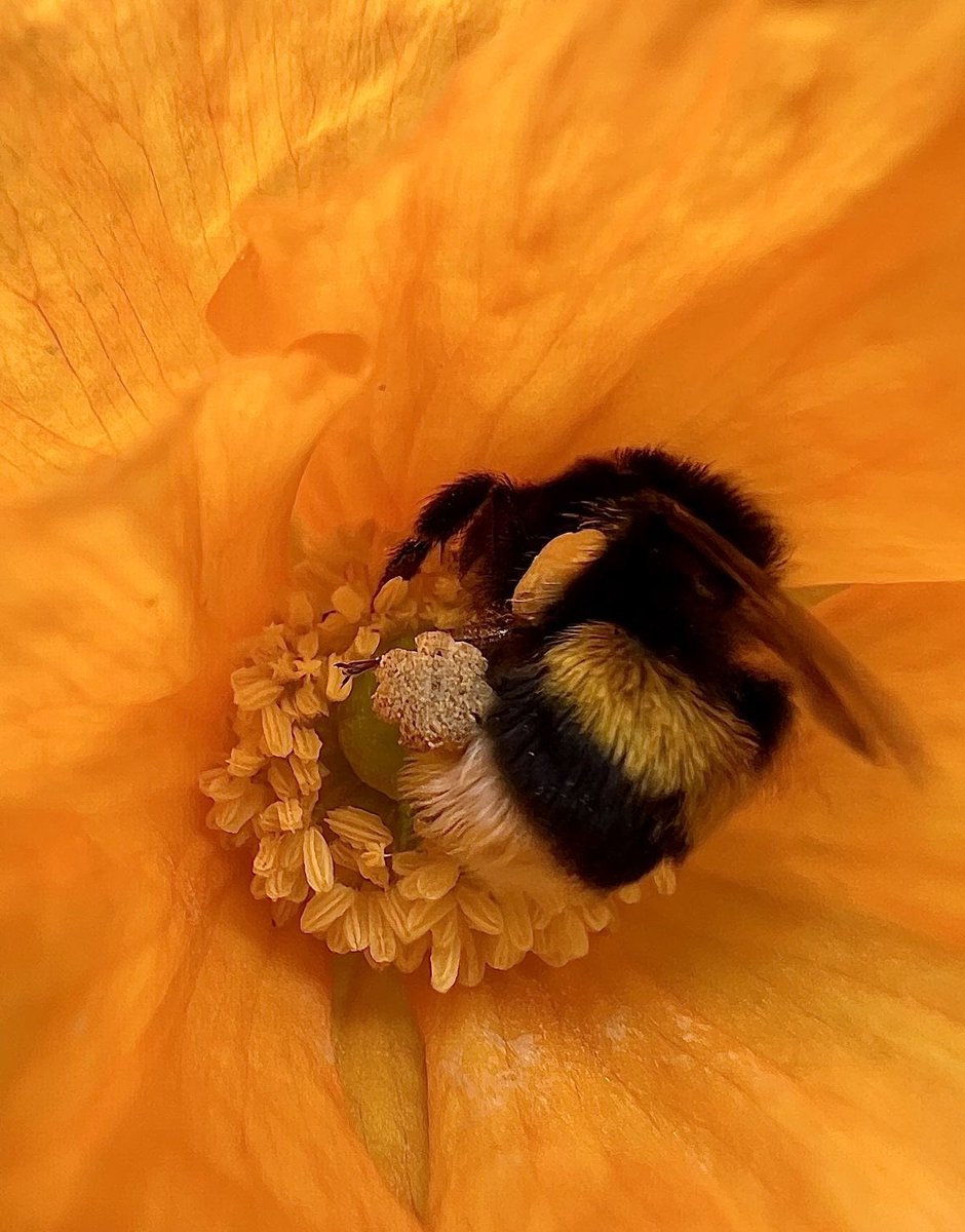 paperparrot_'s tweet photo. These bee is not dead. It clocked out on the flower.

Male bumblebees do not go home at night. The nest is for queens and workers. So the boys sleep where they ate, jaws locked on the petal so they do not roll off. Cold or empty, they can look gone. Give them sun and they start the shift again. Internet calls it a nap. It is a bed.
