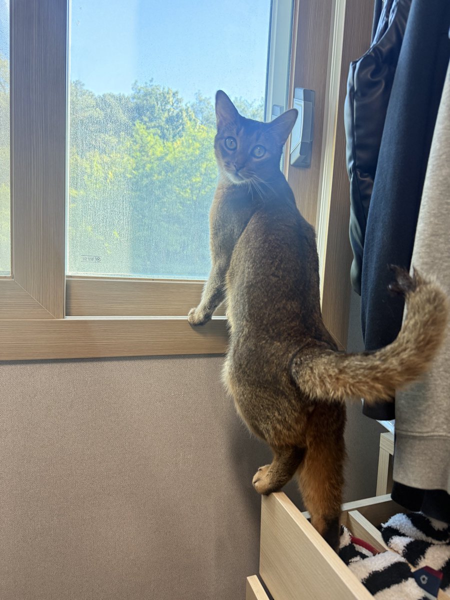 bnkim_7010's tweet photo. 가을 하늘 감상 중인 복남이 🍂🐱
Boknam enjoying the autumn view 🍂🐱 https://t.co/tMzlQMFtUw