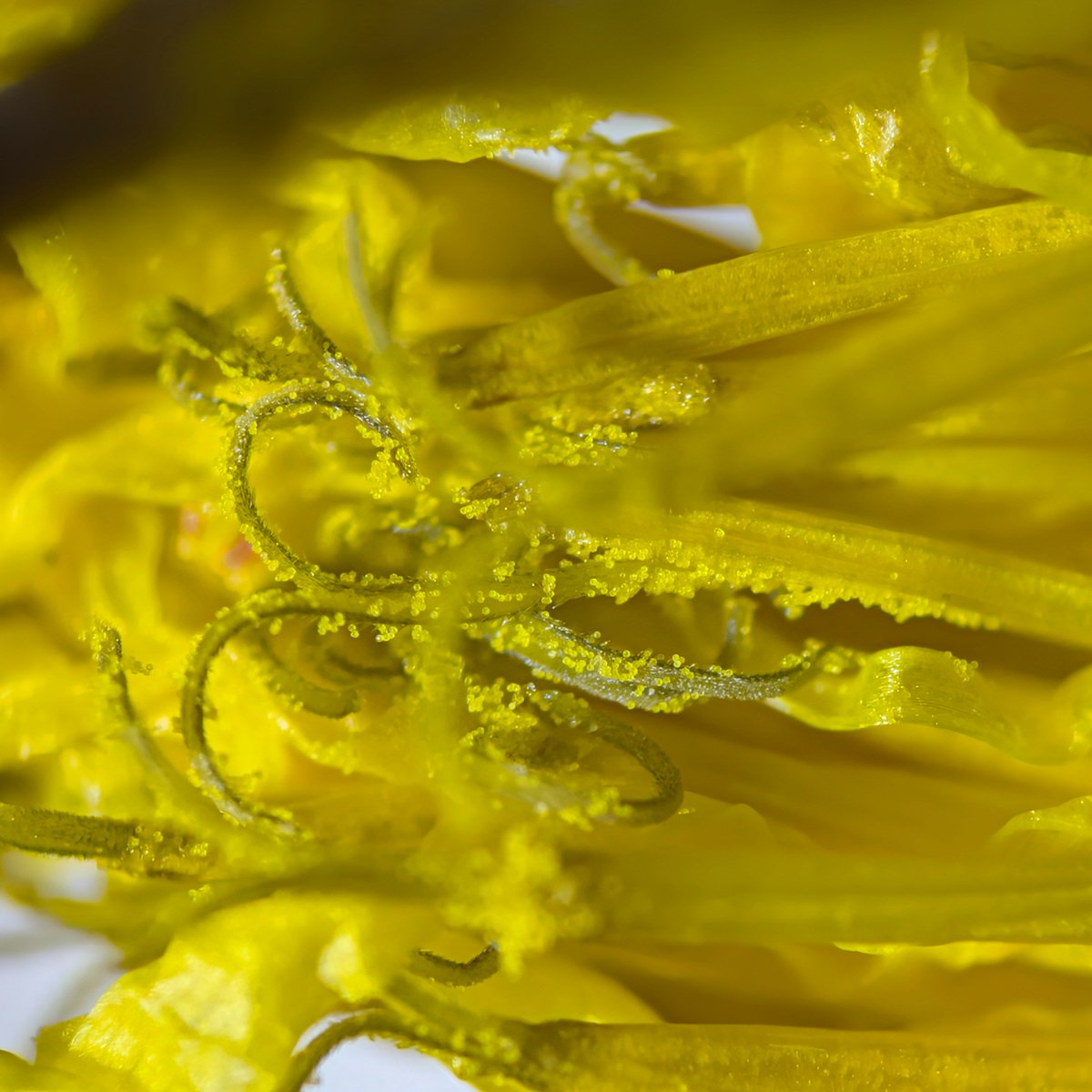 chitake_udonEX's tweet photo. 新装備で先日のタンポポの花粉撮影
花粉の大きさは均等･･･の判断でいいのかな？
肉眼ではわからなかったけど柱頭に毛のようなものも生えてるんですね
https://t.co/lXM9Q6bYyX https://t.co/YlTqCaGv71