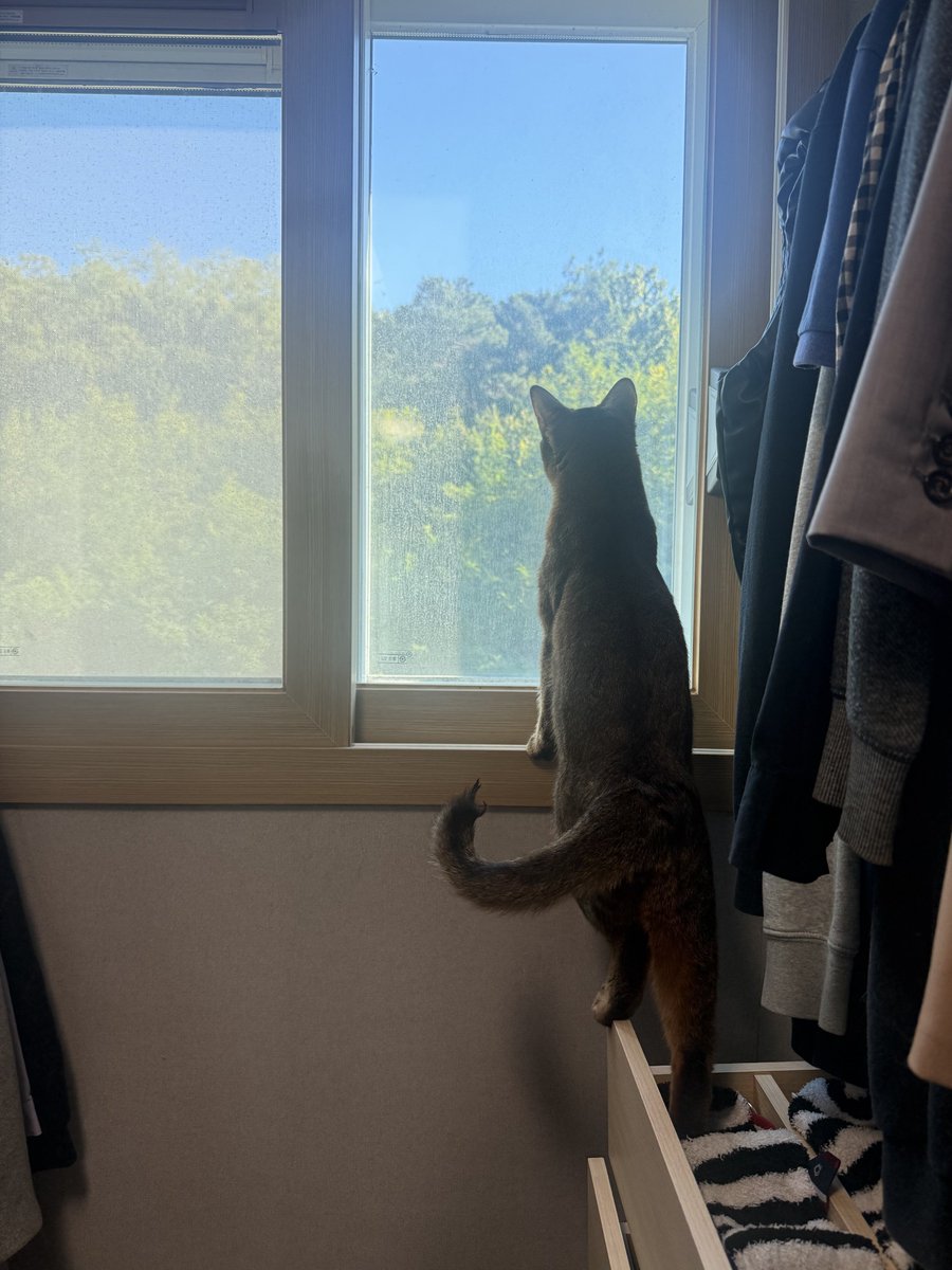 bnkim_7010's tweet photo. 가을 하늘 감상 중인 복남이 🍂🐱
Boknam enjoying the autumn view 🍂🐱 https://t.co/tMzlQMFtUw