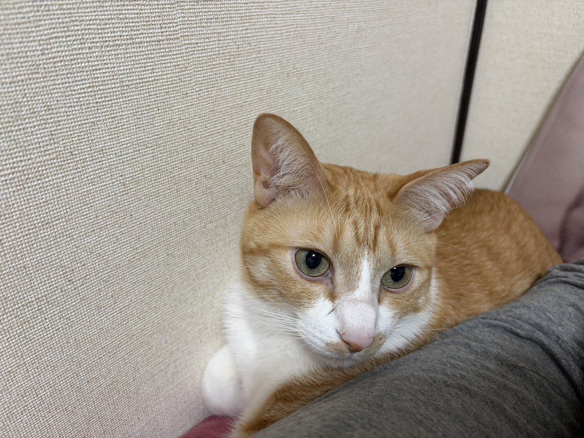nyaaa5_suzy3's tweet photo. 挟まり猫 https://t.co/cCsTSu2k2R
