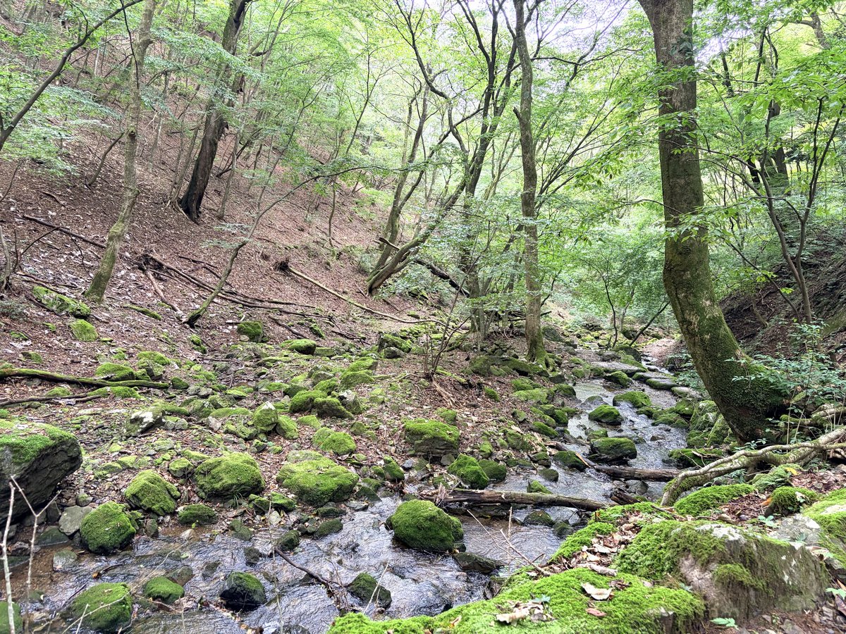 tanuki_halfsize's tweet photo. 久々の山
良き https://t.co/VtvoJXuxjr