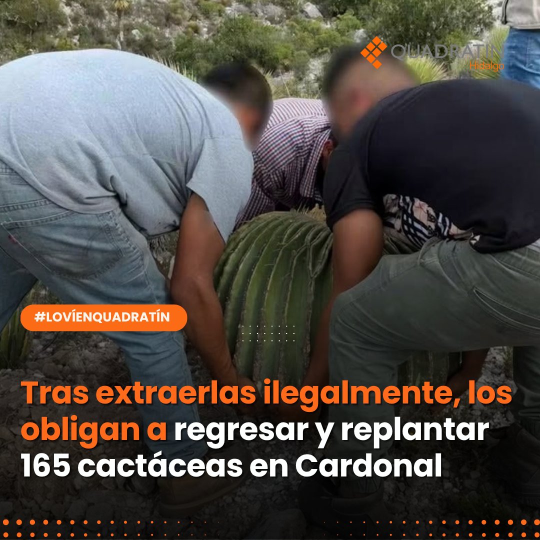 Quadratin_Hgo's tweet photo. 🔴👉#Municipios | Tras extraerlas ilegalmente, los obligan a regresar y replantar 165 cactáceas en Cardonal
https://t.co/kuv91zKNxj
🔸#LoVíEnQuadratín #Cardonal #Naturaleza #Cactáceas https://t.co/FFXW2z7REW