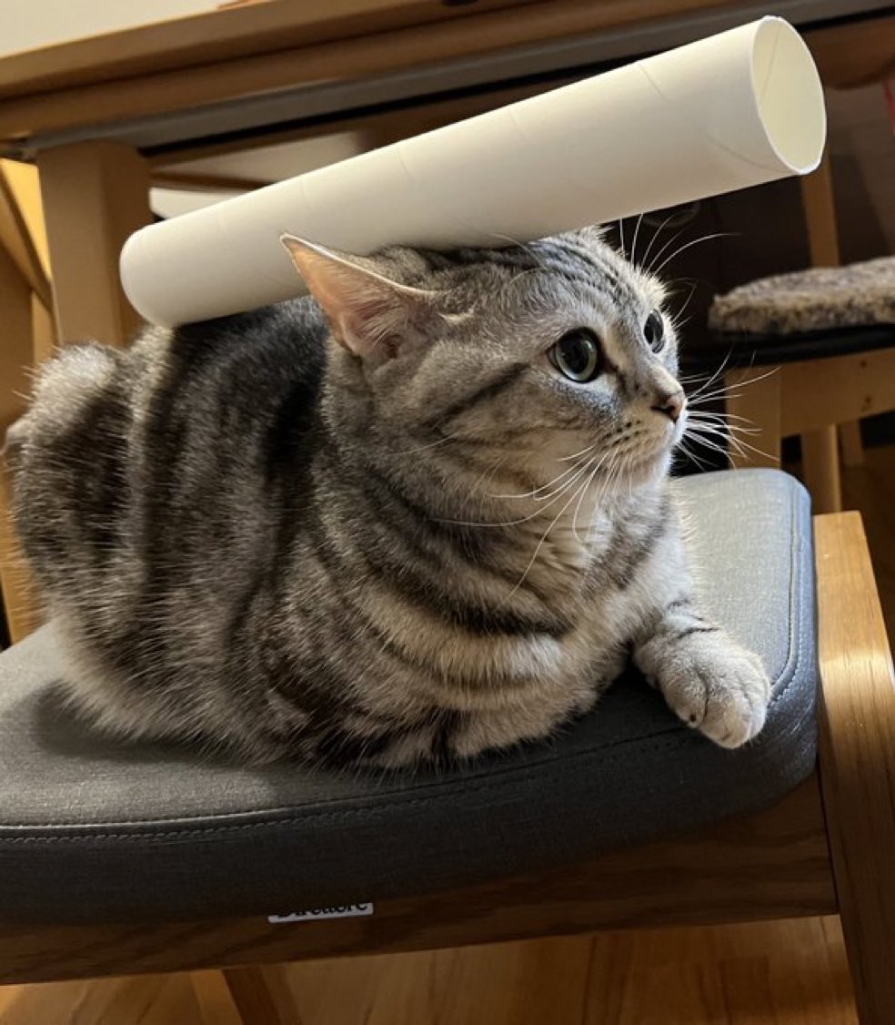 ariga_megamix's tweet photo. 長距離支援型
ねこキャノン https://t.co/CzA33ES0oj