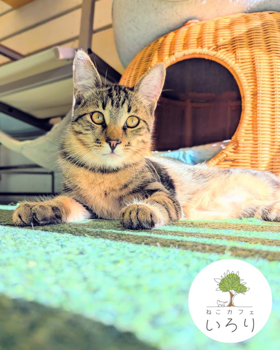 catcafeIRORI's tweet photo. 保護猫譲渡型猫カフェいろりです

お日さま充電中…

本日も猫スタッフ一同のんびりご来店お待ちしております🙇‍♂🐈

12~20時(最終受付19時まで)

#猫カフェいろり
#保護猫
#里親募集
#静岡県
#藤枝市 https://t.co/wi2jrmUWmB