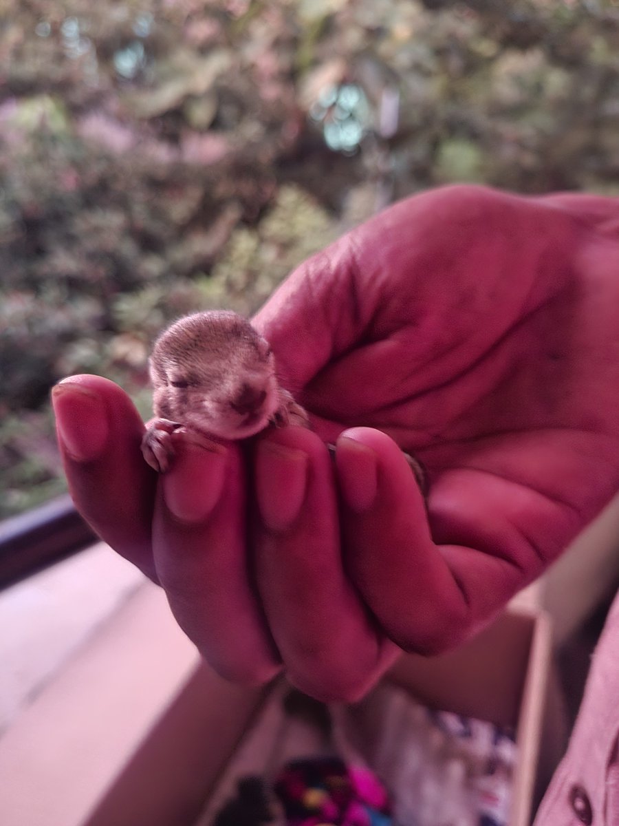 Reshverse's tweet photo. Rescued this cutie pie 🐿

Kindly tell me, how to take care of him and what to feed him and how many times a day?? https://t.co/MoGrilxwyR