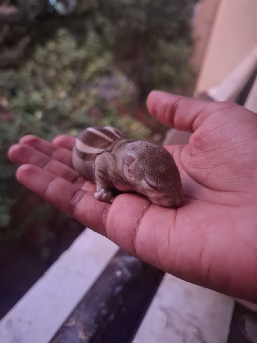 Reshverse's tweet photo. Rescued this cutie pie 🐿

Kindly tell me, how to take care of him and what to feed him and how many times a day?? https://t.co/MoGrilxwyR