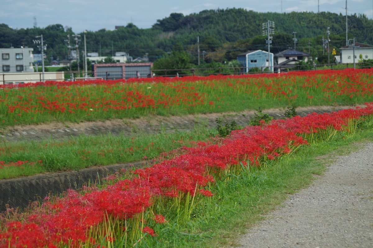 shippo_lee's tweet photo. 半田市 矢勝川の彼岸花　#ごんぎつね https://t.co/dakfTUMKrq