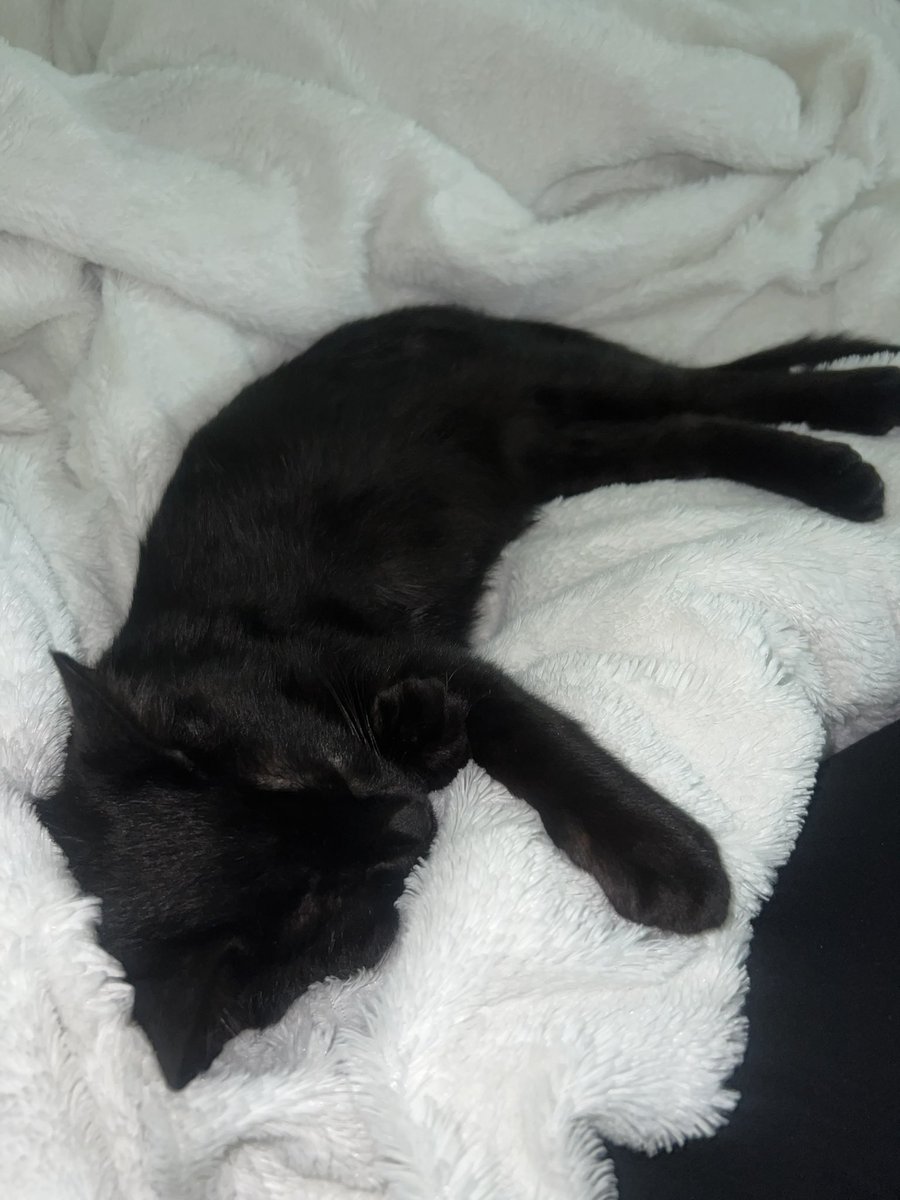 Esteefannyyy's tweet photo. Happy Birthday Buddy, I love you so so so much 🖤🐈‍⬛ https://t.co/3bqn0S8D23