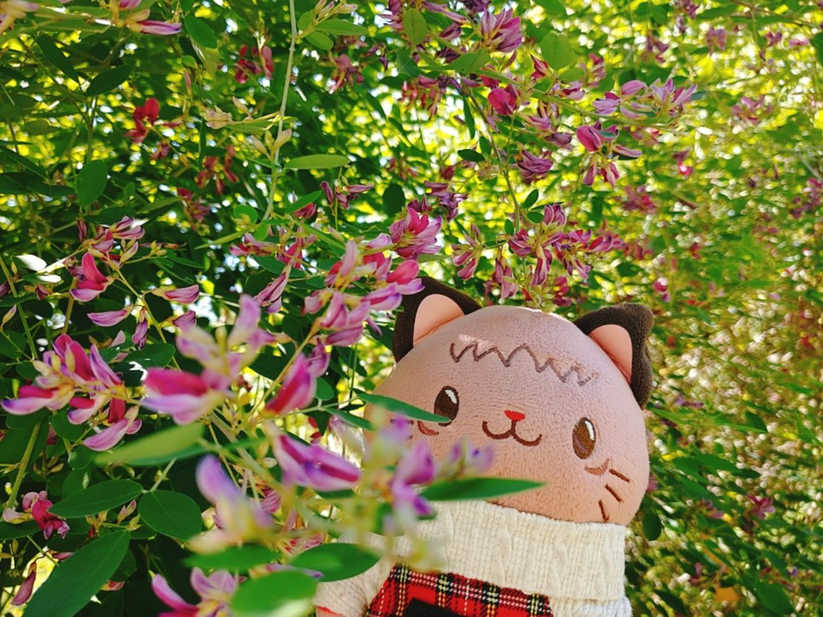 koharu_nui's tweet photo. お花散歩にゃんズ😺😼

ハギ（萩・秋の七草） https://t.co/cyqcfH8rqN