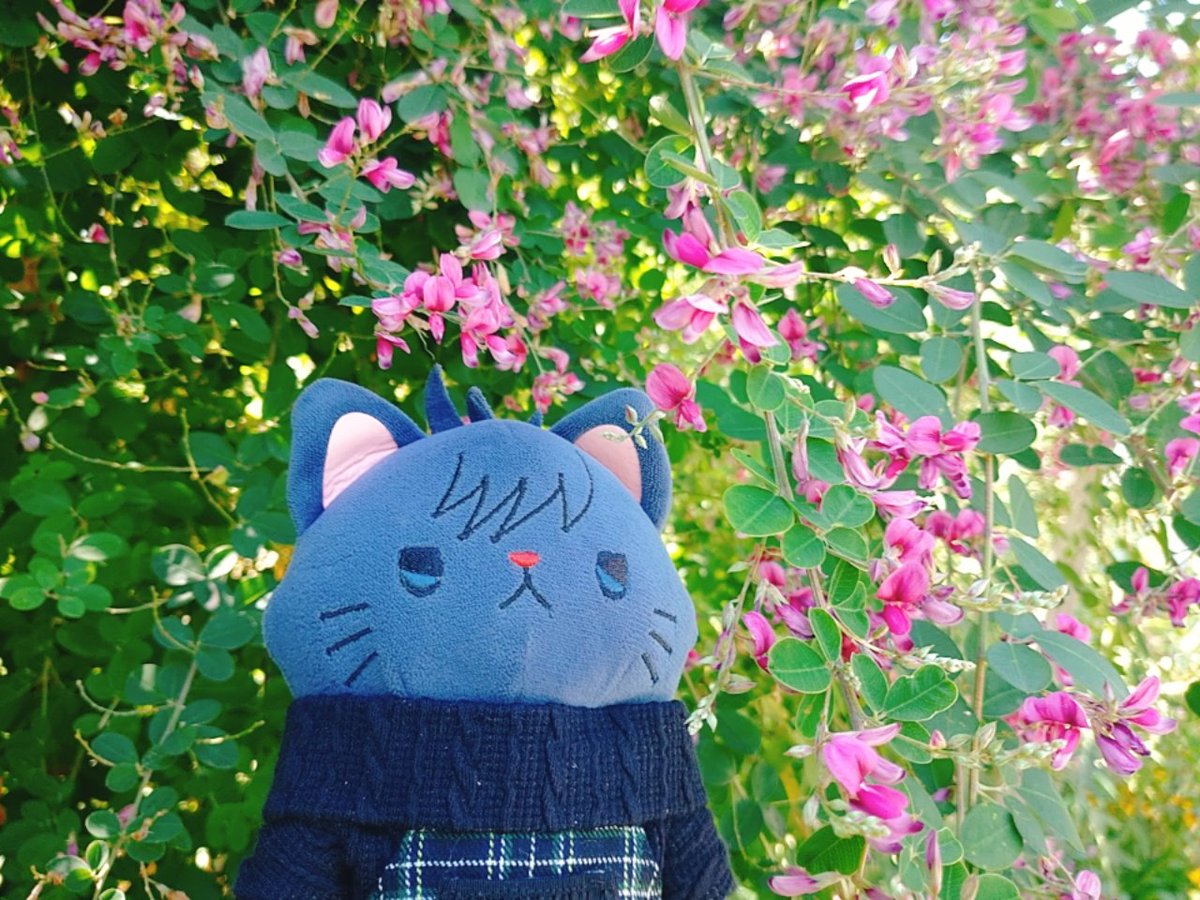 koharu_nui's tweet photo. お花散歩にゃんズ😺😼

ハギ（萩・秋の七草） https://t.co/cyqcfH8rqN