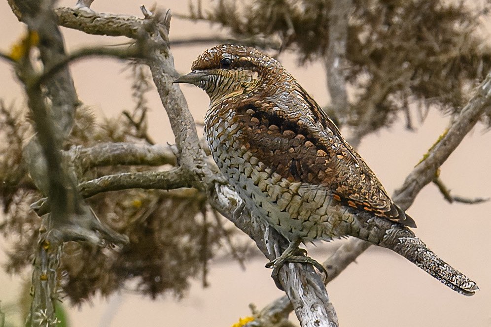 Tedsmithimages's tweet photo. The beautiful Wryneck. So-called for its ability to turn its neck through almost 180 degrees. https://t.co/wk87omBRqh