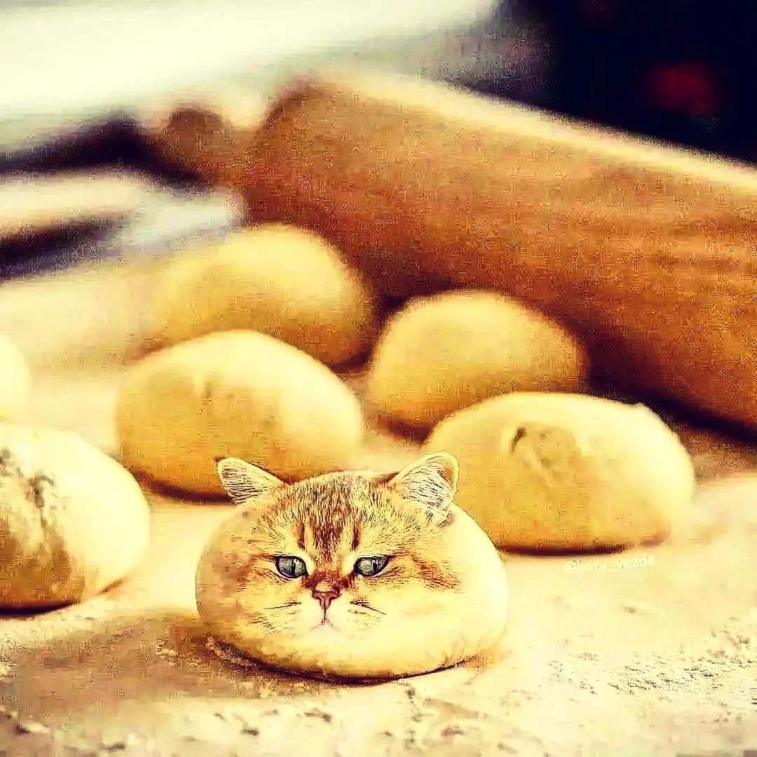 Teratoma2007's tweet photo. We are the carb kitties, please spread butter on our tummies and enjoy us with a side of hashbrowns. https://t.co/ggtvkdtLeo