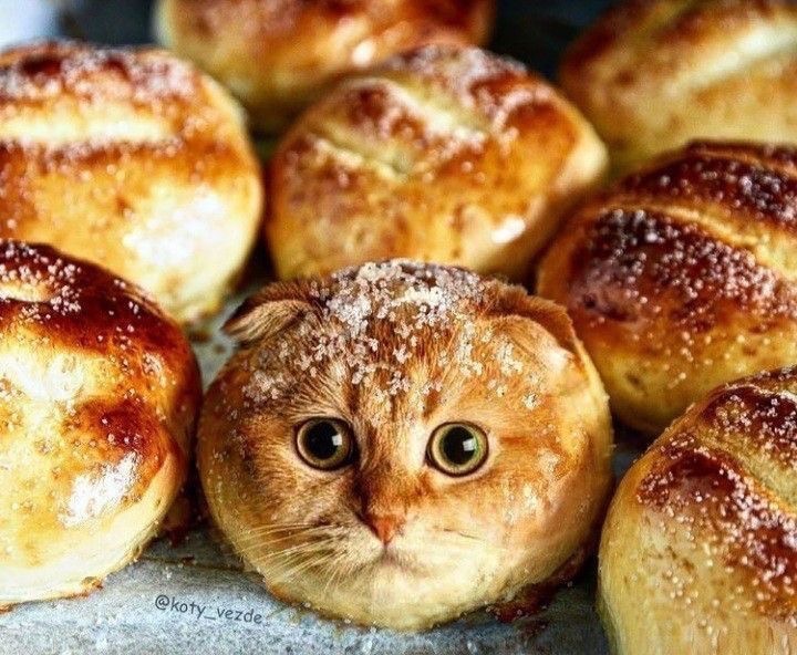 Teratoma2007's tweet photo. We are the carb kitties, please spread butter on our tummies and enjoy us with a side of hashbrowns. https://t.co/ggtvkdtLeo