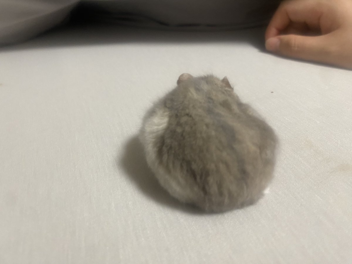 cha_wan_mushi5's tweet photo. 飼い主イヤイヤ期 https://t.co/5CW817Zvwd